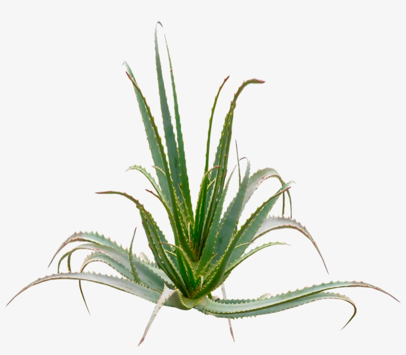 Aloe Arborescences Plant - Aloe Arborescens Png, transparent png download