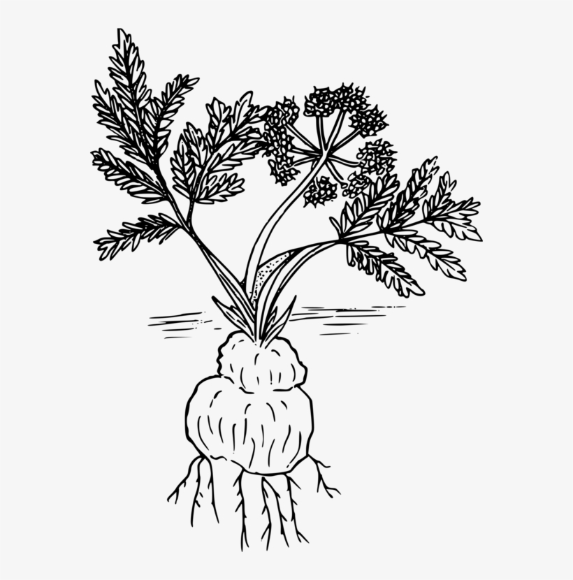 Parsley Twig Leaf Plants Tree - Drawing, transparent png download