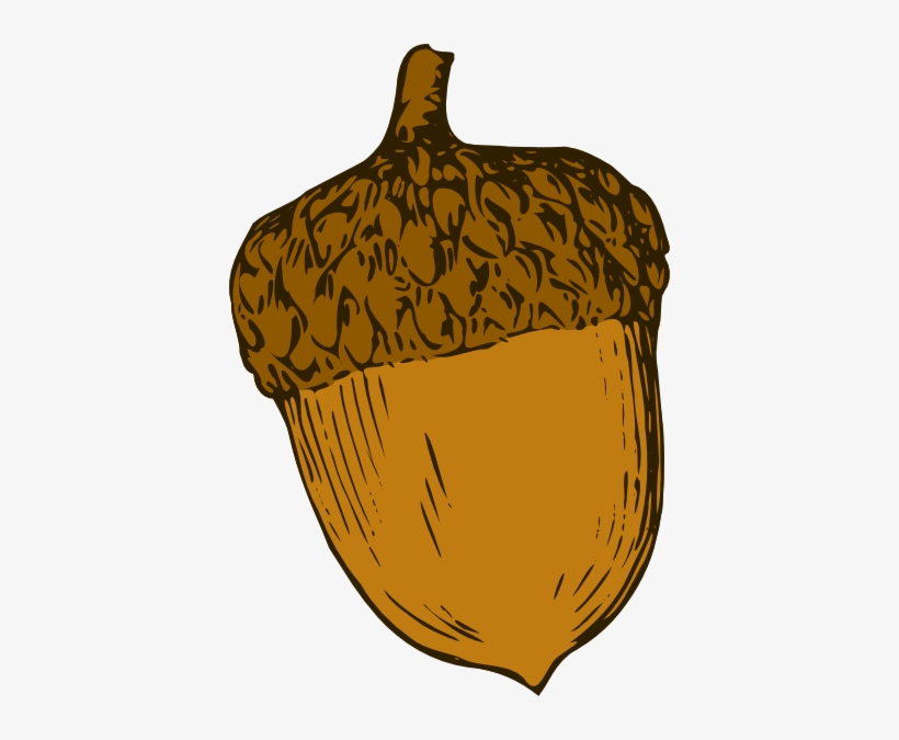 Acorn Png - Acorn Clipart Png, transparent png download