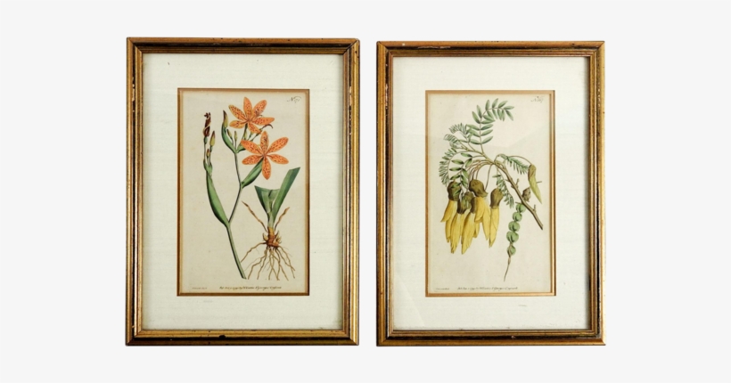 Sold Out 1791 Botanical Antique Engravings- A Pair - Giclee Print: Flower Garden Varietals Iii By Vision, transparent png download
