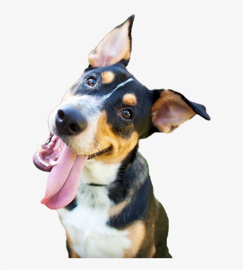 Happy Dog Png - Dog Christmas Wishes Christmas Card | Christmas Cards, transparent png download