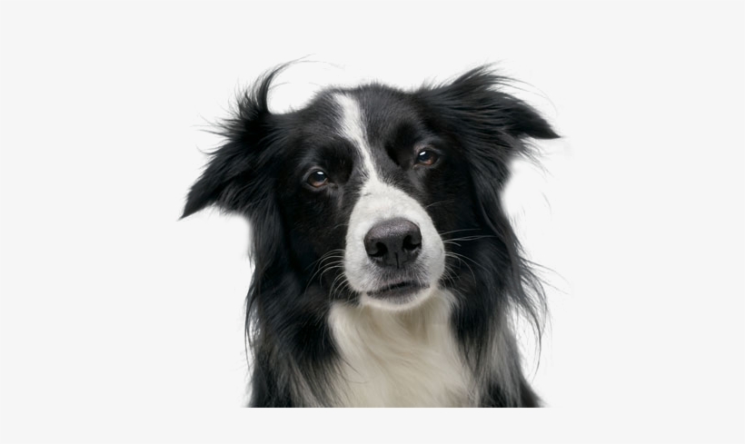 Liked Like Share - Border Collie, transparent png download