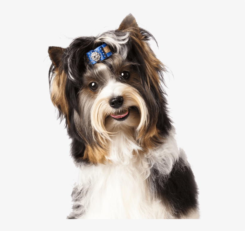 As It Has Become Compulsory That All Dogs Must Be Microchipped, - Cafepress Cat And Dog, British Kitten And Beav Light, transparent png download