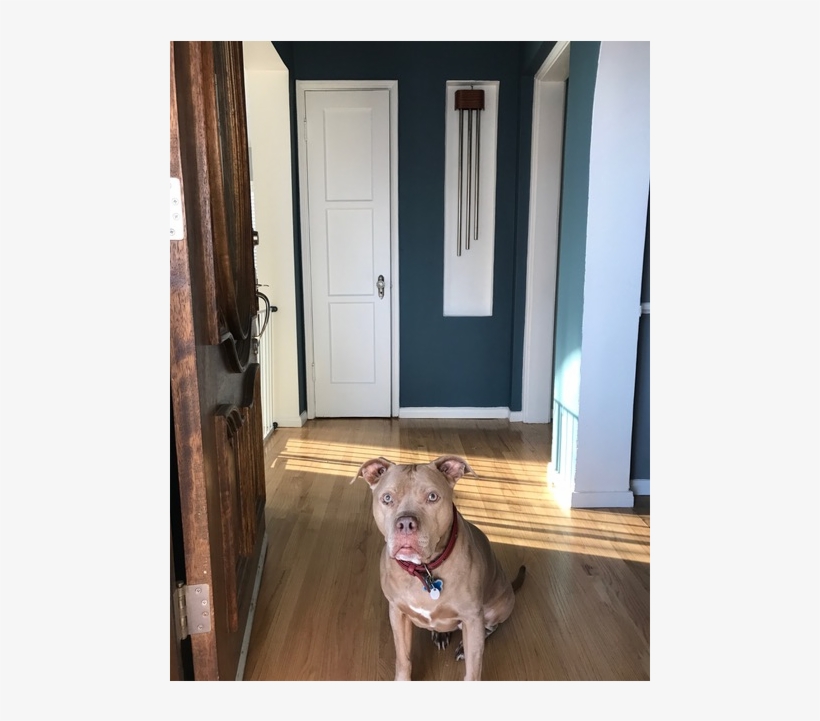 Doorbell, transparent png download