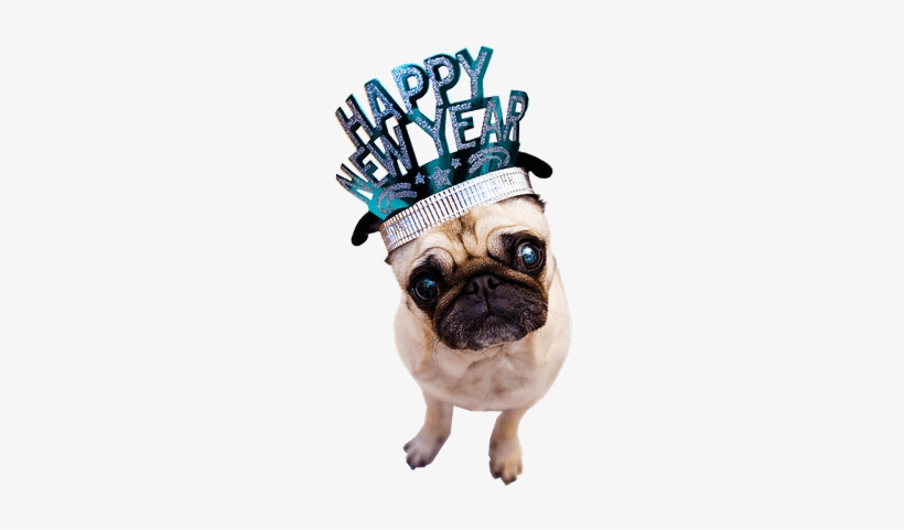 New Year Puppy, transparent png download