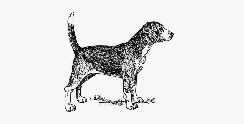 Happy Dog Beagle Pet Tail Dog Dog Dog Dog - Dog Black And White, transparent png download
