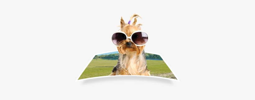 Towel Dog Wearing Sunglasses - Harukokoro Adjustable Dog Cat Pet Tie Necktie Wear, transparent png download