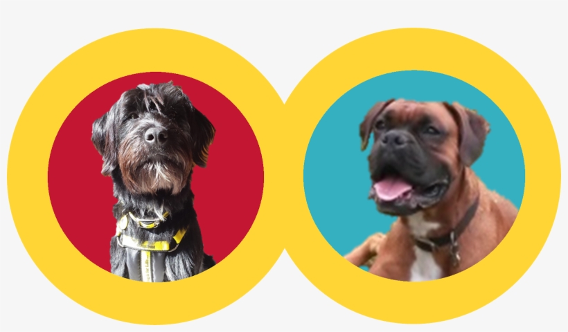 So, We Asked New Boys Odie & Ollie To Put Together - Boxer, transparent png download