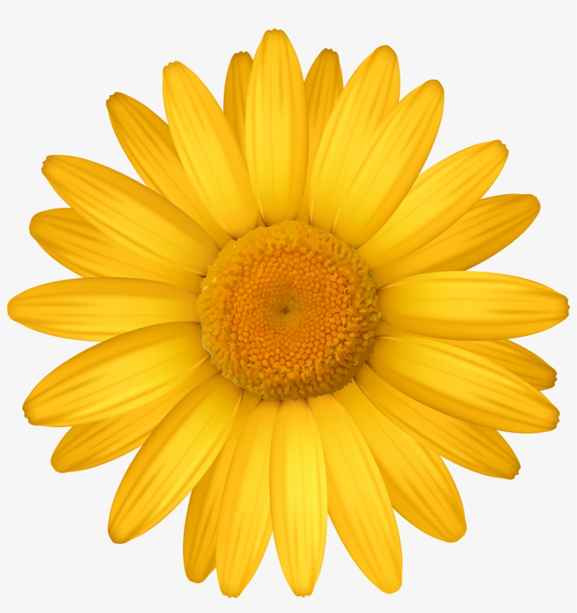 Yellow Daisy Transparent Png 5590x5688 Free Download On Nicepng
