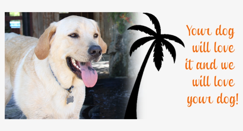Happy-dog - - Sorry, I Love You (lo Siento, Te Quiero) [book], transparent png download