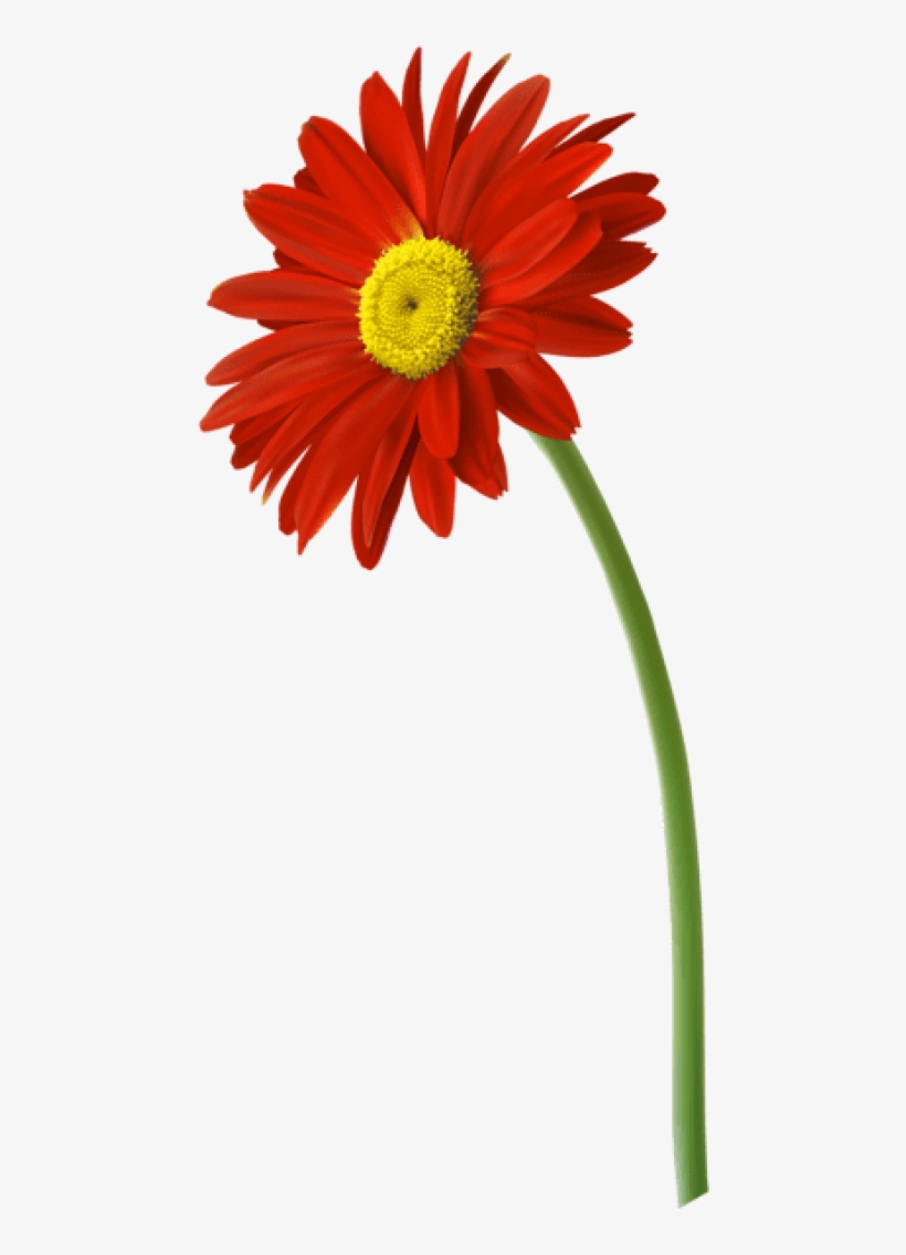 Red Gerbera Flower Png Clip Art Image - Gerbera Flower Png, transparent png download