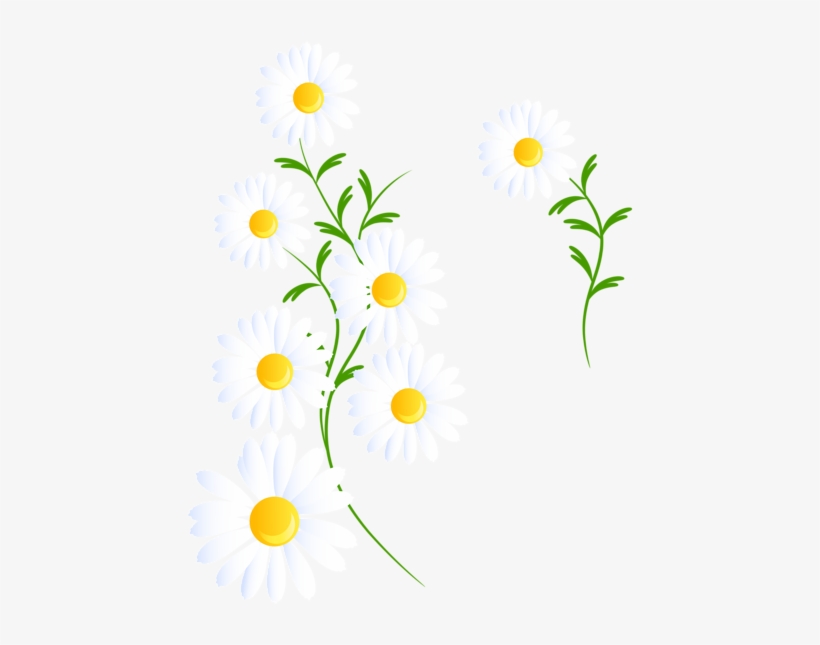 Report Abuse - White Daisies Clipart Png, transparent png download