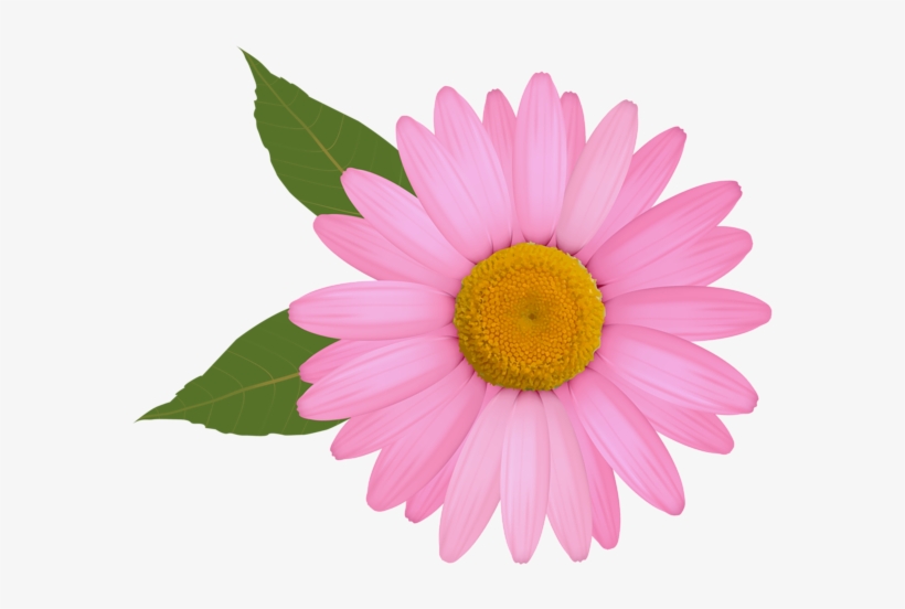 Flower, transparent png download