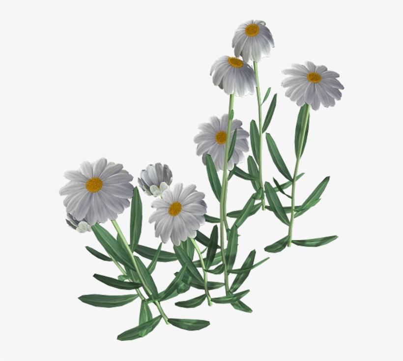 Beautiful Camomile Flower Png - Flor Manzanilla, transparent png download
