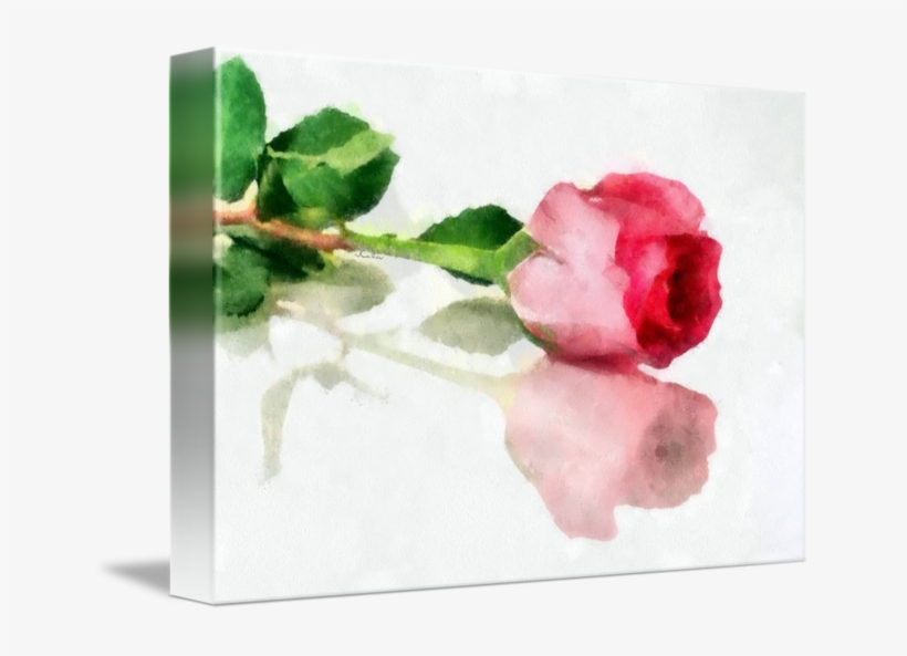 A Rose Is A Rose By Brush & Lens Print - Rose, transparent png download