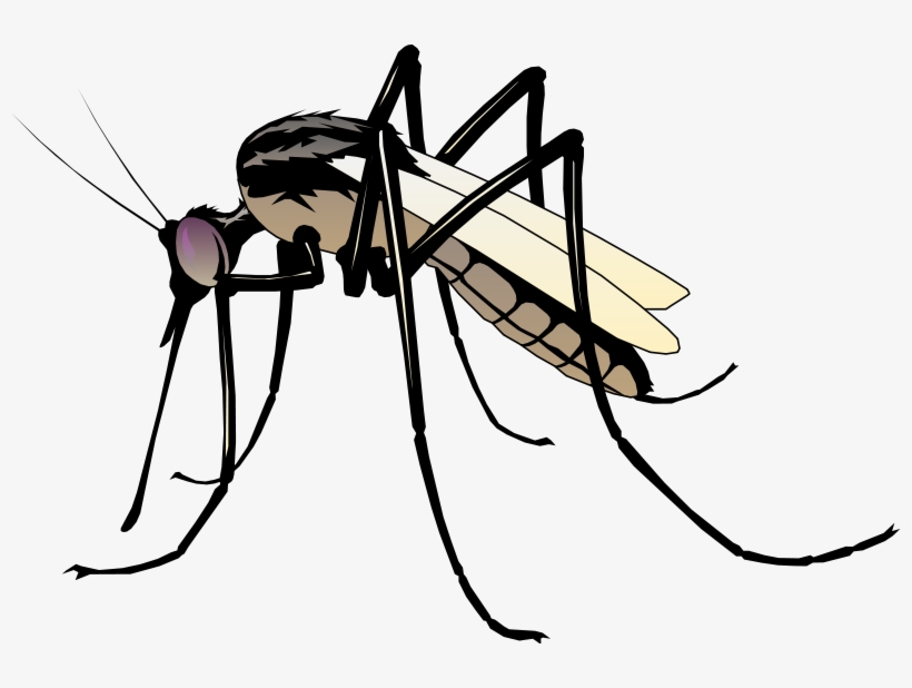 Free Vector Insect - Clip Art Of Mosquito, transparent png download