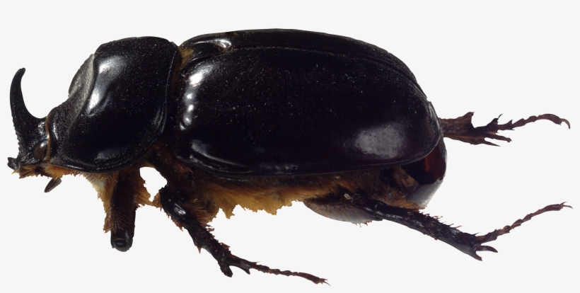 Bug Png Image - Жук Пнг, transparent png download