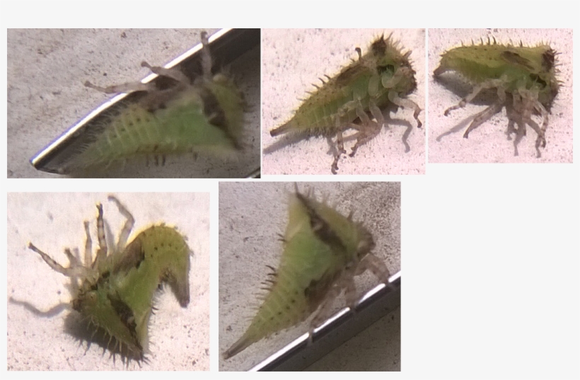 Unknown Bug South India August - Southern Comma, transparent png download