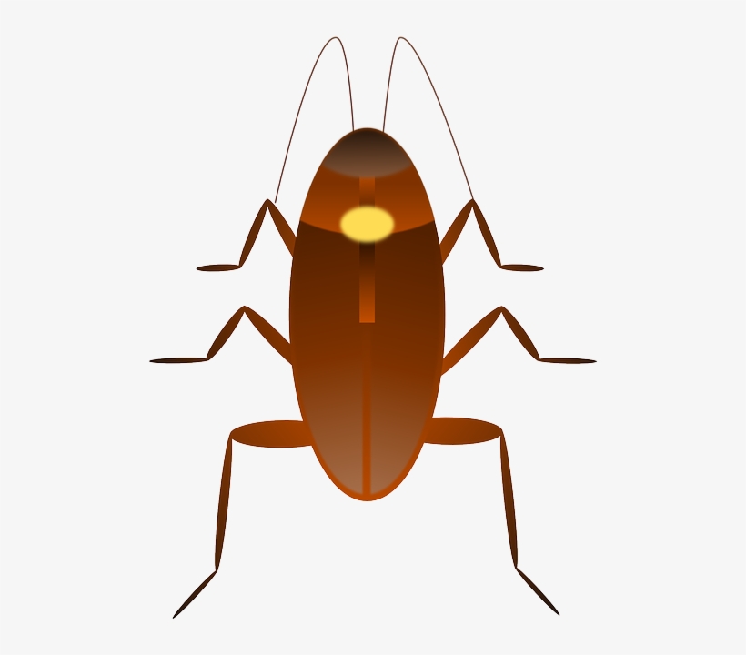 Cockroach, Insect, Ugly, Bug - Kecoa Vector, transparent png download