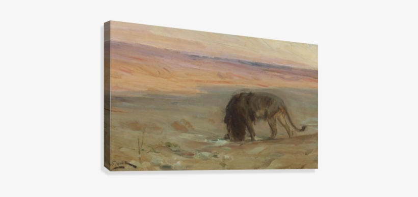 Lion Drinking Canvas Print - Lion Drinking, transparent png download