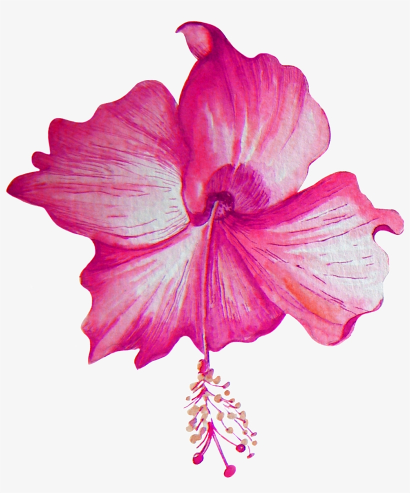 Beautiful Hibiscus Flower Transparent Png - Portable Network Graphics, transparent png download