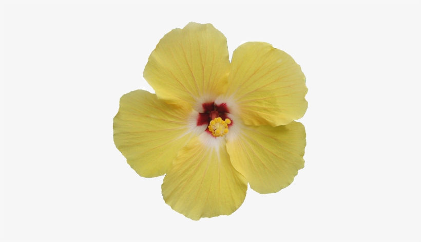 Newhive By Automine Clip Art Transparent - Transparent Tropical Flower, transparent png download