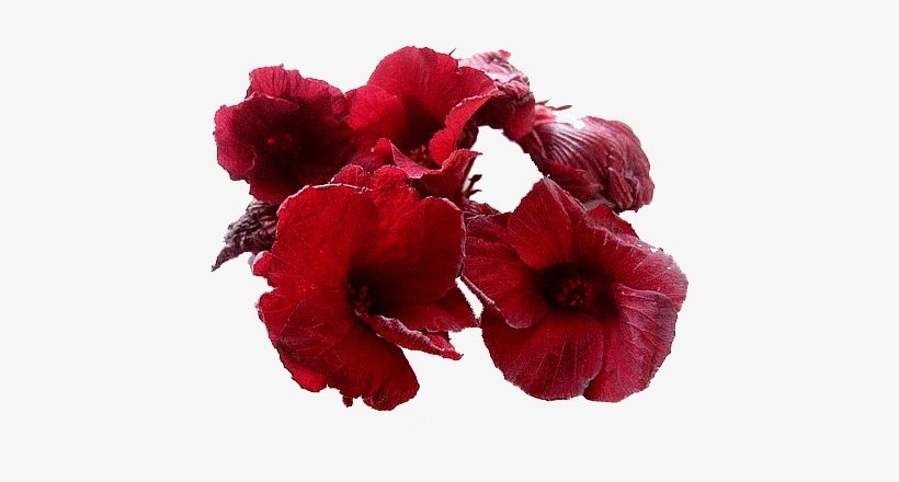 Hibiscus Tea Png Banner Freeuse Library - Hibiscus Tea Flower, transparent png download