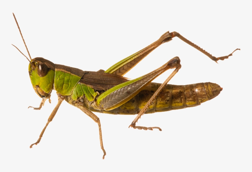 Grasshopper Png, transparent png download