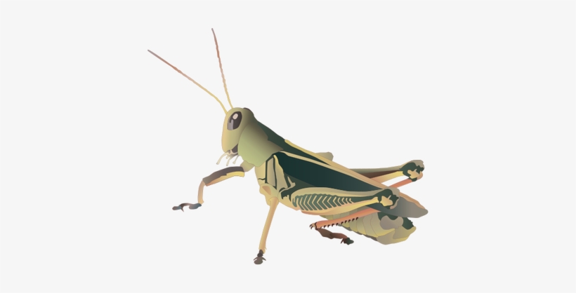 Grasshopper Png Picture - Grasshopper Svg, transparent png download
