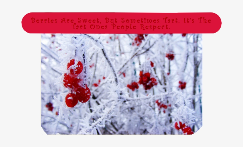 Cranberry Frosted Saying Mossyeaters - Art, transparent png download
