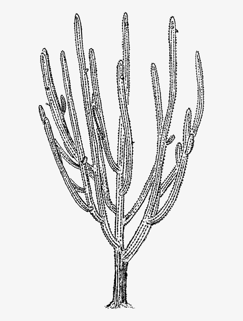 Tree Cactus - Black And White Clear Background Cactus, transparent png download