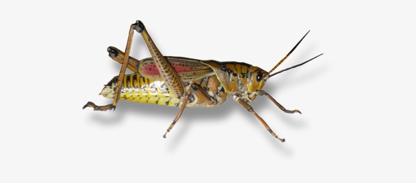 The Form Of A Grasshopper Can We Appreciate The Beauty - Alien Grasshopper, transparent png download