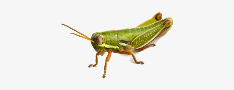 Grasshopper, transparent png download