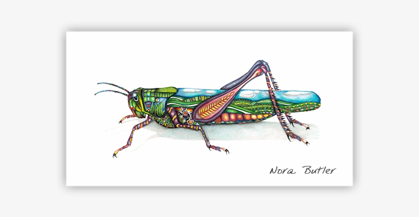 Grasshopper Limited Edition Print - Printing, transparent png download