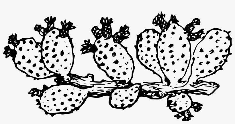 Hg-cactus - Cactus, transparent png download