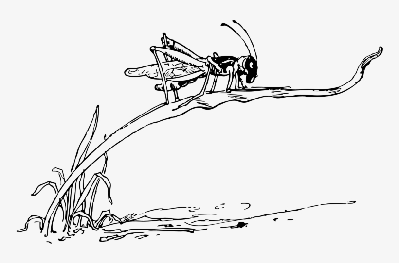 Grasshopper On Blade Of Grass Svg Clip Arts 594 X 363, transparent png download
