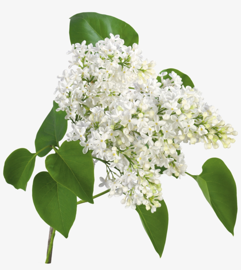 De Nuria D • Publicado En Flores Png - Transparent Background Lily Of The Valley Png, transparent png download