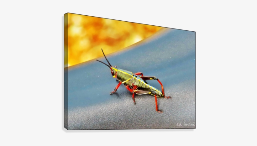 Saltamontes Art - Printing, transparent png download