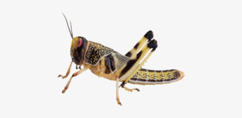 Insekter Png, transparent png download