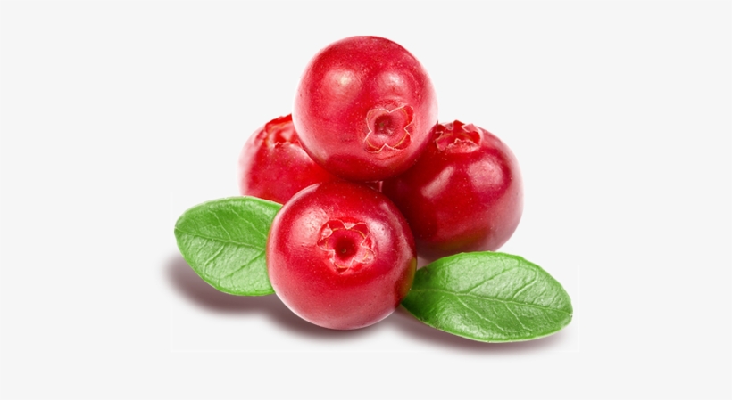 Thailand Cranberry, Thailand Cranberry Manufacturers - Z Natural Foods Cranberry Powder - Organic Freeze Dried, transparent png download