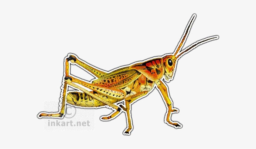 Eastern Lubber Grasshopper Art Decal - Eastern Lubber Grasshopper, transparent png download