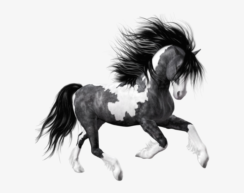 0, - Black Horse Png, transparent png download