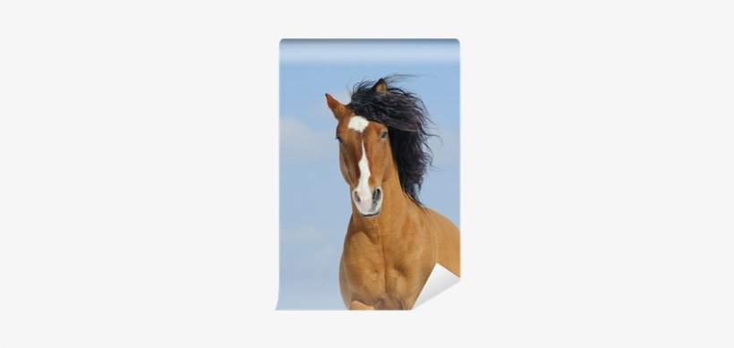 Mustang Koń, transparent png download