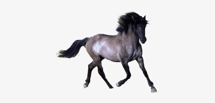 Horse With Transparent Background, transparent png download