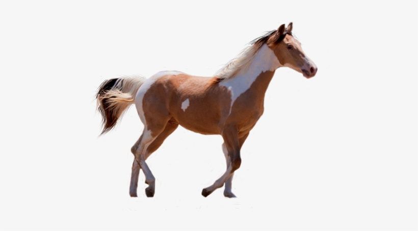Trot - Horse, transparent png download