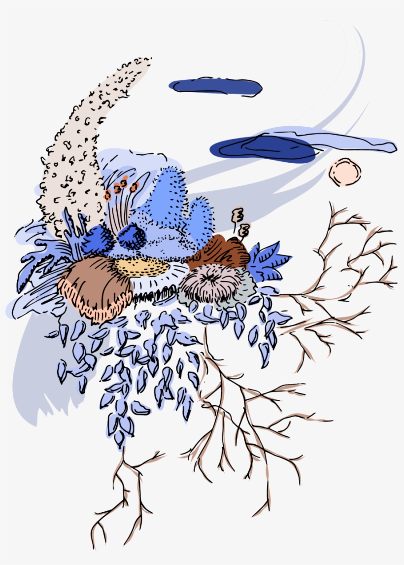 Moon Flower - Tropical White Morning-glory, transparent png download