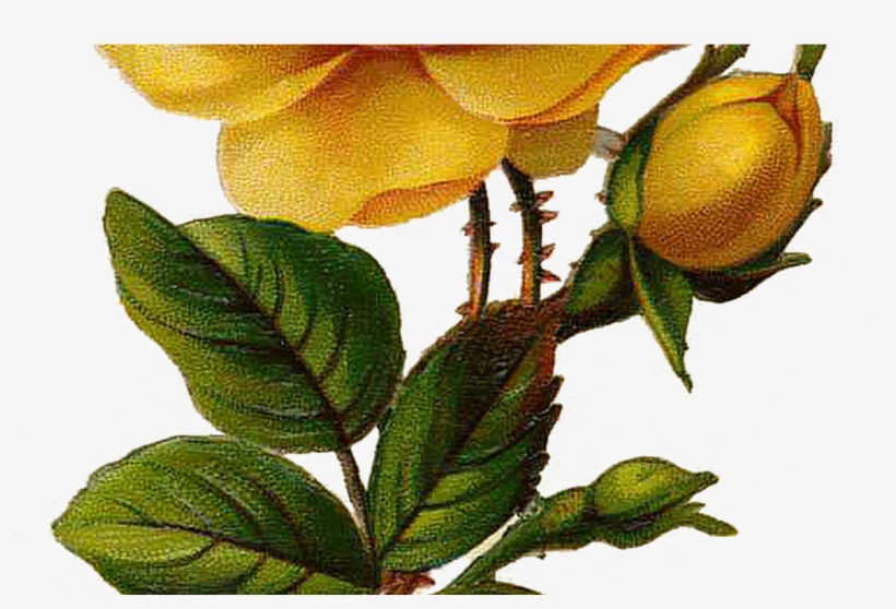 28 Collection Of Yellow Flower Drawing Png High Quality, - Roses Yellow, transparent png download