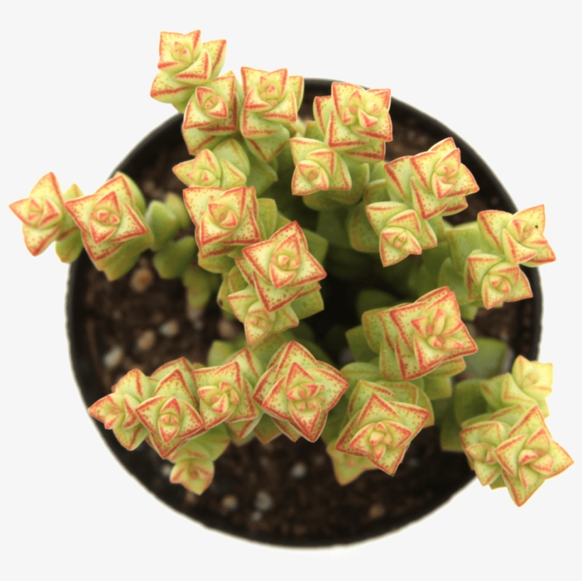 Crassula 'tom Thumb' - Succulent Plant, transparent png download
