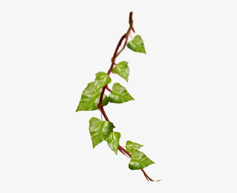 Gucci Gucciamazing Flowersiphone Wallpapersscreensaver - Ivy Branch, transparent png download