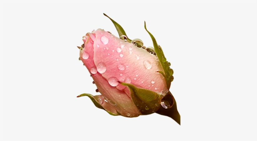 Ninazdesign - Nature Roses, transparent png download